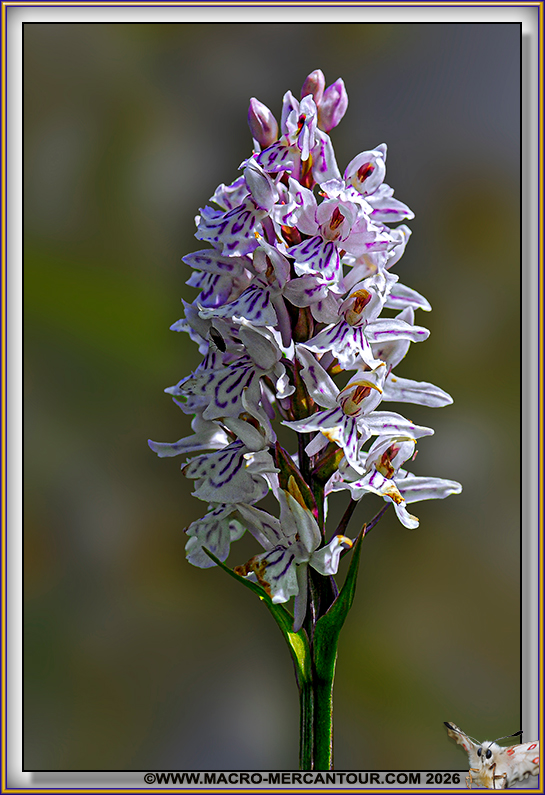 Orchis tachet&eacute;